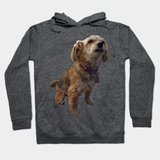 Brandy the Yorkie Hoodie